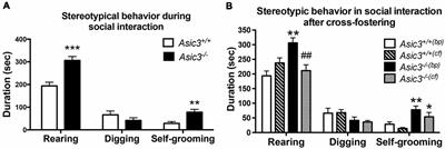 The Effect of ASIC3 Knockout on Corticostriatal Circuit and Mouse Self-grooming Behavior